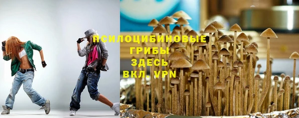 прущие грибы Абаза